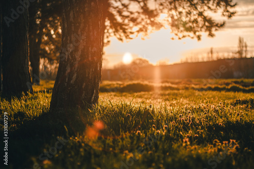 sunset in the forest