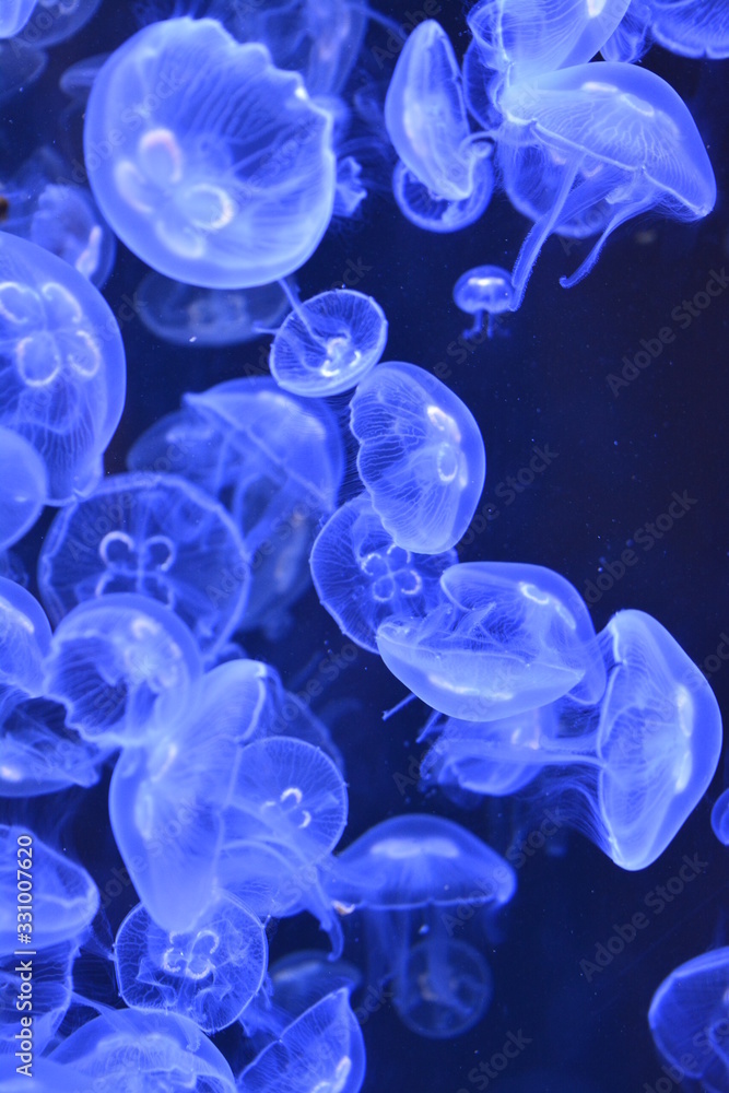 Méduses bleues Méduses bleues