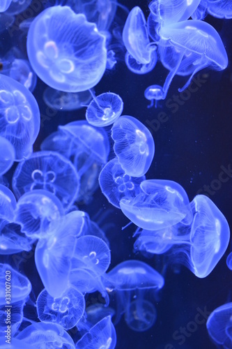 Méduses bleues © camem