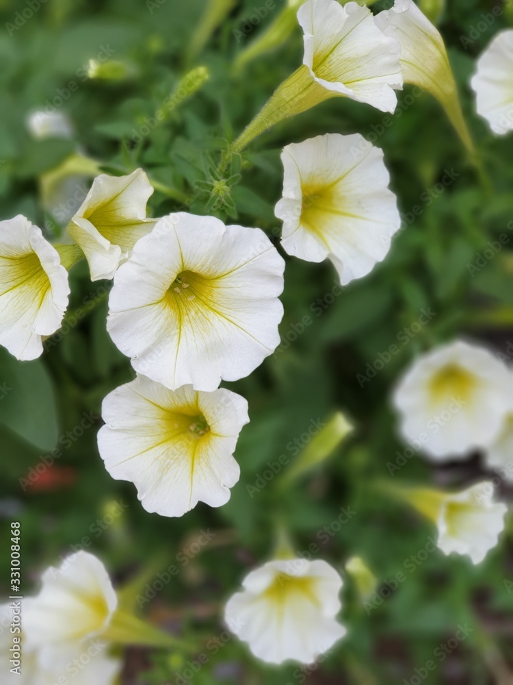 Fototapeta premium white flowers in the garden