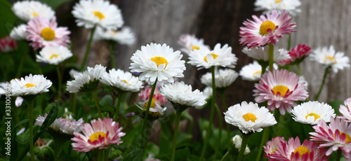 The wild-growing daisy plentifully blossoms in white and pink flowers. photo