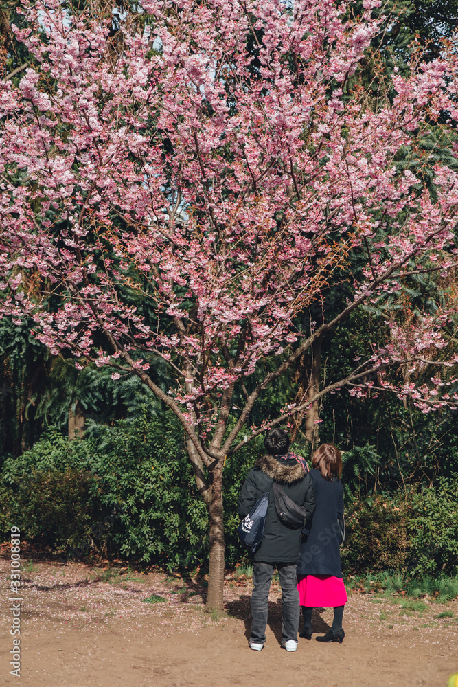 Cherry blossom trees at park in Tokyo, Japan Cherry blossom trees at park in Tokyo, Japan
