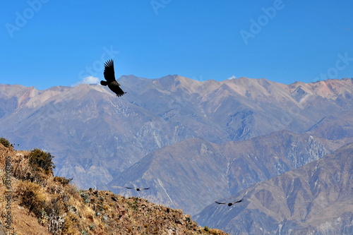 Condor flies over the mountains in the Kolka River Valley. Peru. © Oleksandr Umanskyi
