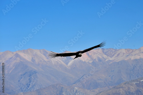 Condor flies over the mountains in the Kolka River Valley. Peru.