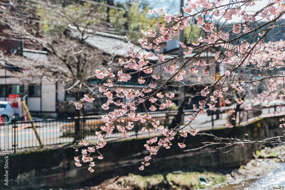 Fototapeta premium Cherry blossom trees at park in Tokyo, Japan