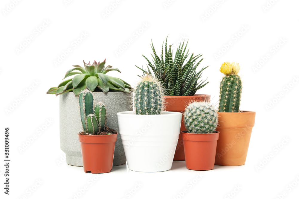 Fototapeta premium Group of succulent plants isolated on white background