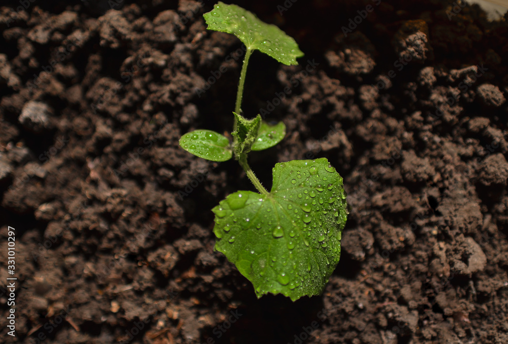 Young sprout in the ground. Seedlings of cucumber plants. Young sprout in the ground. Seedlings of cucumber plants.