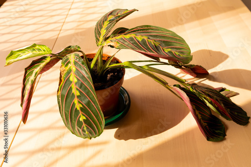 close up of green maranta plant in jar also know as leuconera, a common indoor decorative plant with natural light photo