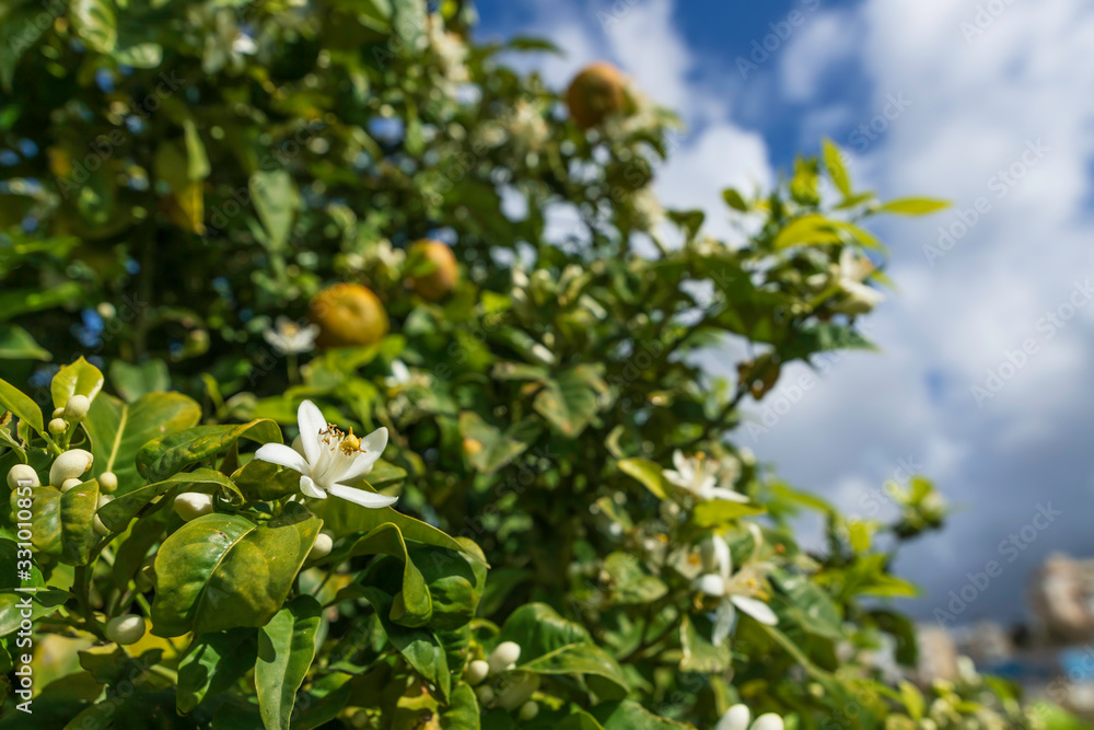 Ripe fruits and flowers on a blossoming orange tree close up against a stormy sky Ripe fruits and flowers on a blossoming orange tree close up against a stormy sky
