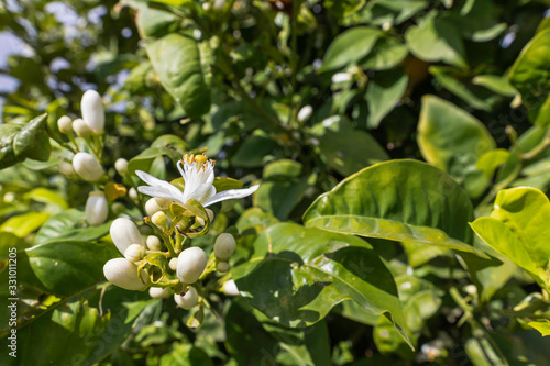 Flowers on a blossoming orange tree in green foliage close up