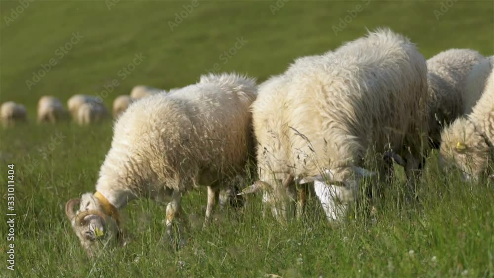 Sheep graze grass on a fresh green meadow in organic farm in sunny summer nature Sheep graze grass on a fresh green meadow in organic farm in sunny summer nature