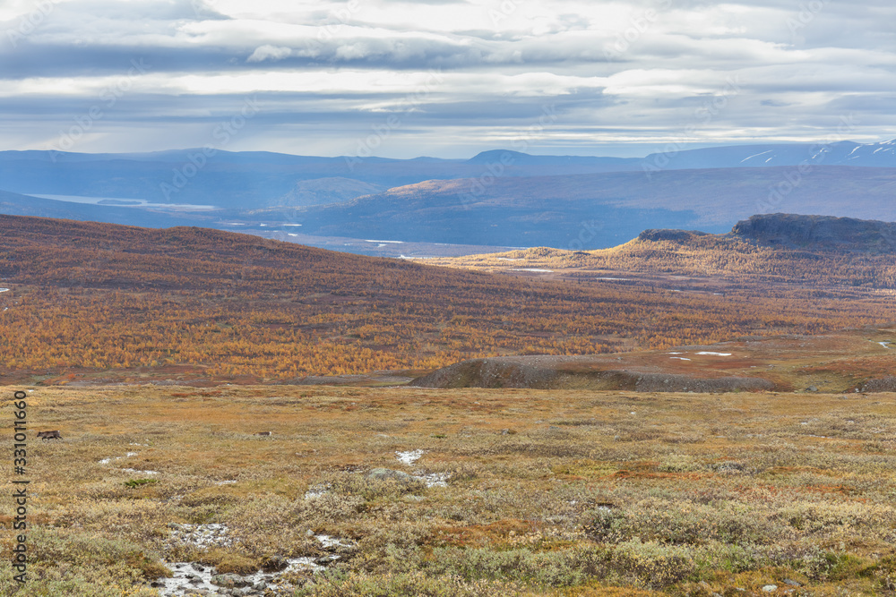 autumn view of Sarek National Park, Lapland, Norrbotten County, Sweden, near border of Finland, Sweden and Norway. selective focus