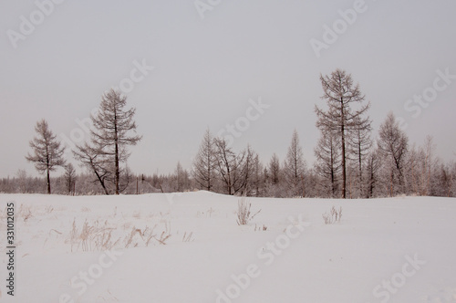 Winter evening cold landscape with snow, forest and a lot of trees. Frosty weather