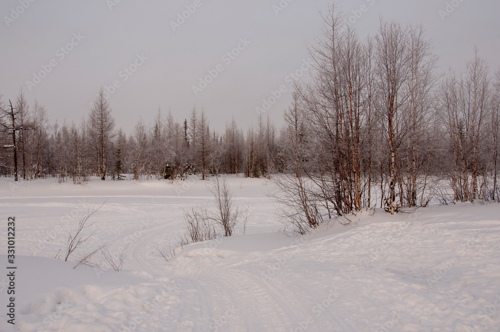 Winter evening cold landscape with snow, forest and a lot of trees. Frosty weather Winter evening cold landscape with snow, forest and a lot of trees. Frosty weather