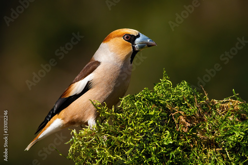 Obraz na płótnie Massive hawfinch, coccothraustes coccothraustes, male sitting on a moss covered tree trunk in spring on a sunny spring day from side view