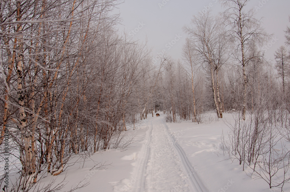 Winter evening cold landscape with snow, forest and a lot of trees. Frosty weather Winter evening cold landscape with snow, forest and a lot of trees. Frosty weather