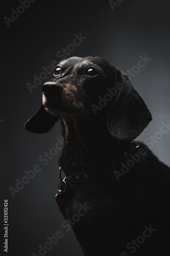 Portrait of a beautiful dog. Dachshund. Adult old dog.