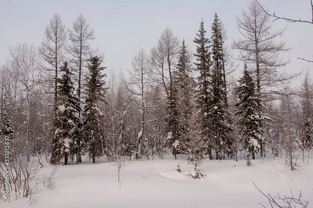 Winter evening cold landscape with snow, forest and a lot of trees. Frosty weather Winter evening cold landscape with snow, forest and a lot of trees. Frosty weather