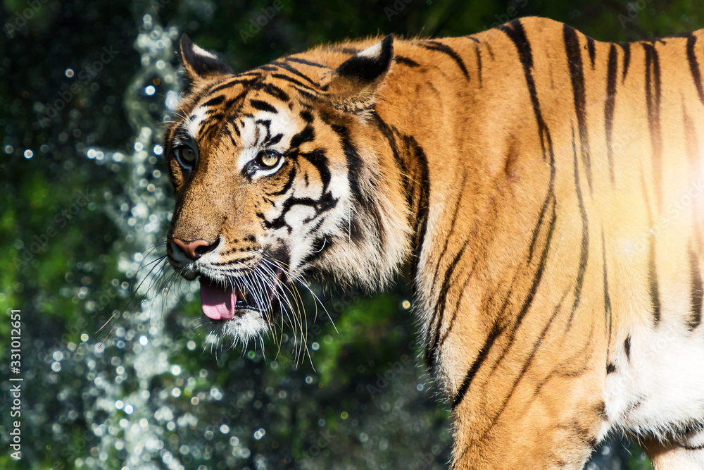 Obraz premium Photos of tiger naturally.