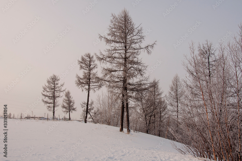 Winter evening cold landscape with snow, forest and a lot of trees. Frosty weather