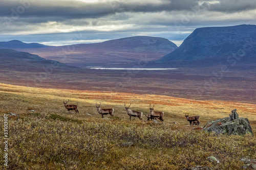 Reindeer herds in Sarek national park, Sweden