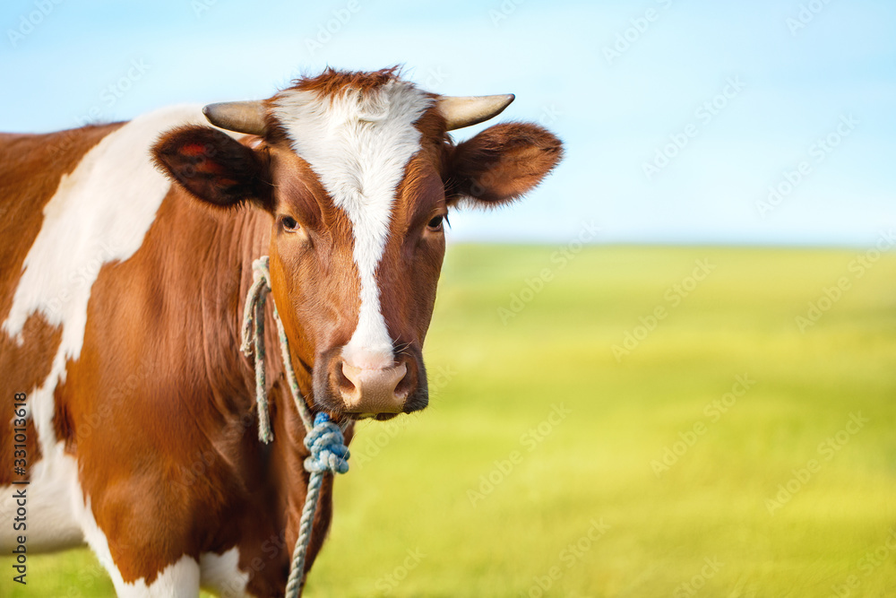 Portrait of a cow on a blurred background of meadow and sky. Nature composition. Free copy space for text.