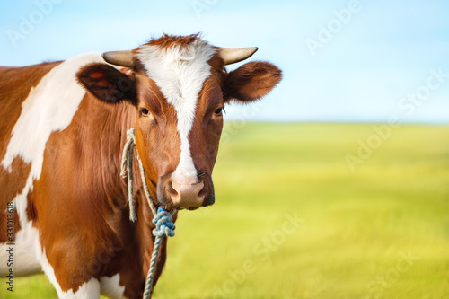 Portrait of a cow on a blurred background of meadow and sky. Nature composition. Free copy space for text. © Lyudmila Tetera