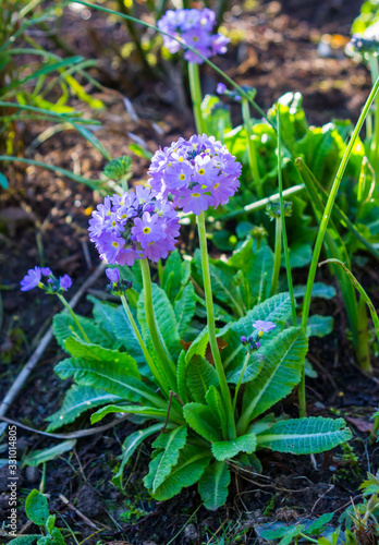 A clump of semi evergreen candelabra primroses