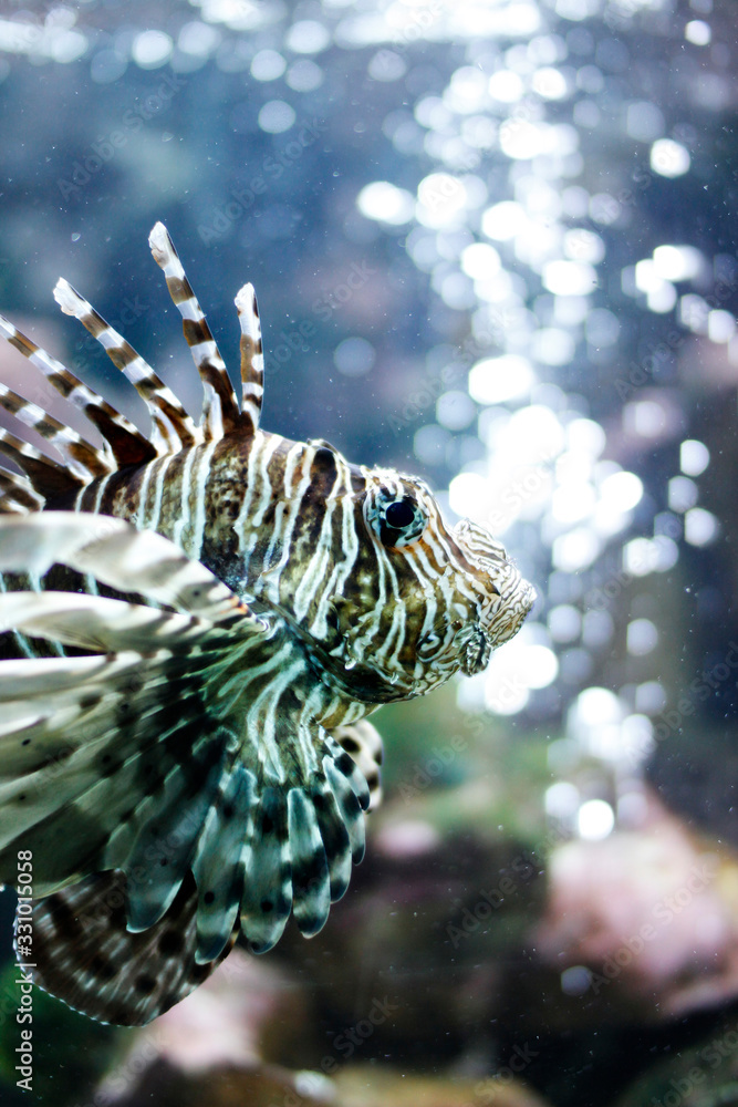 Feuerfisch Feuerfisch