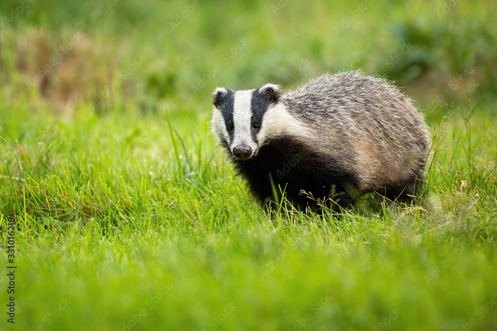Cute european badger, meles meles, coming forward on a fresh green lawn. Cute animal with black and white stripes and small black eyes in wilderness from front view with copy space Cute european badger, meles meles, coming forward on a fresh green lawn. Cute animal with black and white stripes and small black eyes in wilderness from front view with copy space