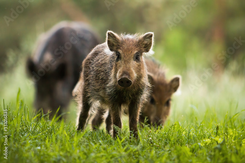 Attentive wild boar, sus scrofa, piglet with stripes watching on summer meadow while the rest of herd is feeding in background. Alert wild animal from low angle.