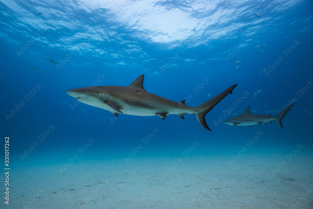Fototapeta premium Caribbean reef shark in Tiger Beach, Bahamas. 