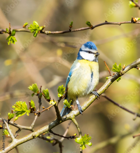 blue tit on branch