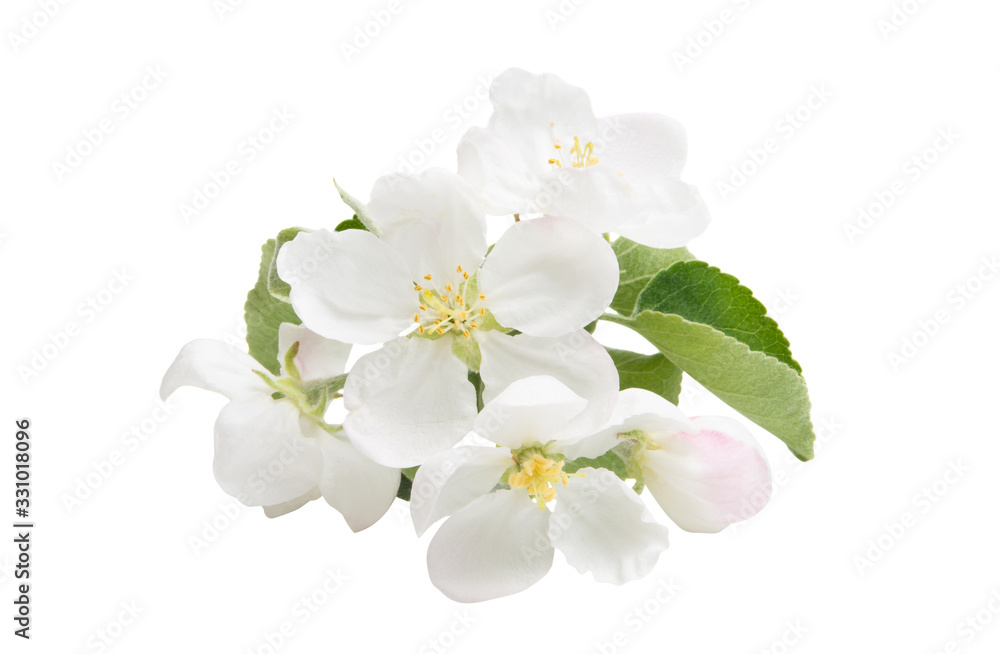 apple tree flower