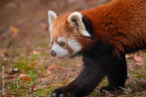 Cute Red panda walking around being playful in an enclosure