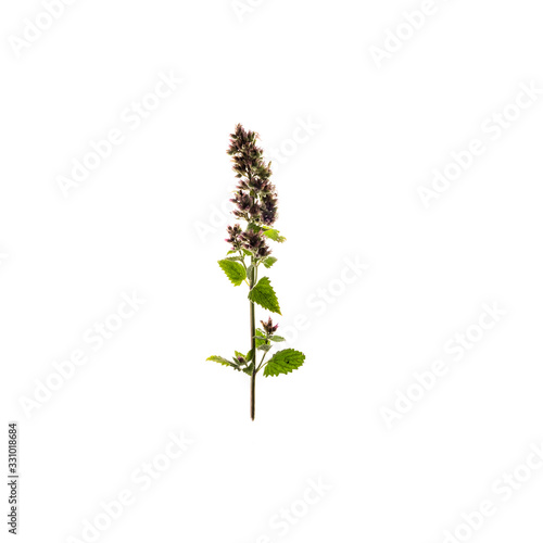 Green leaf isolated on white background. Bright flower top view. Spring, summer, autumn flora. Plant on color table concept