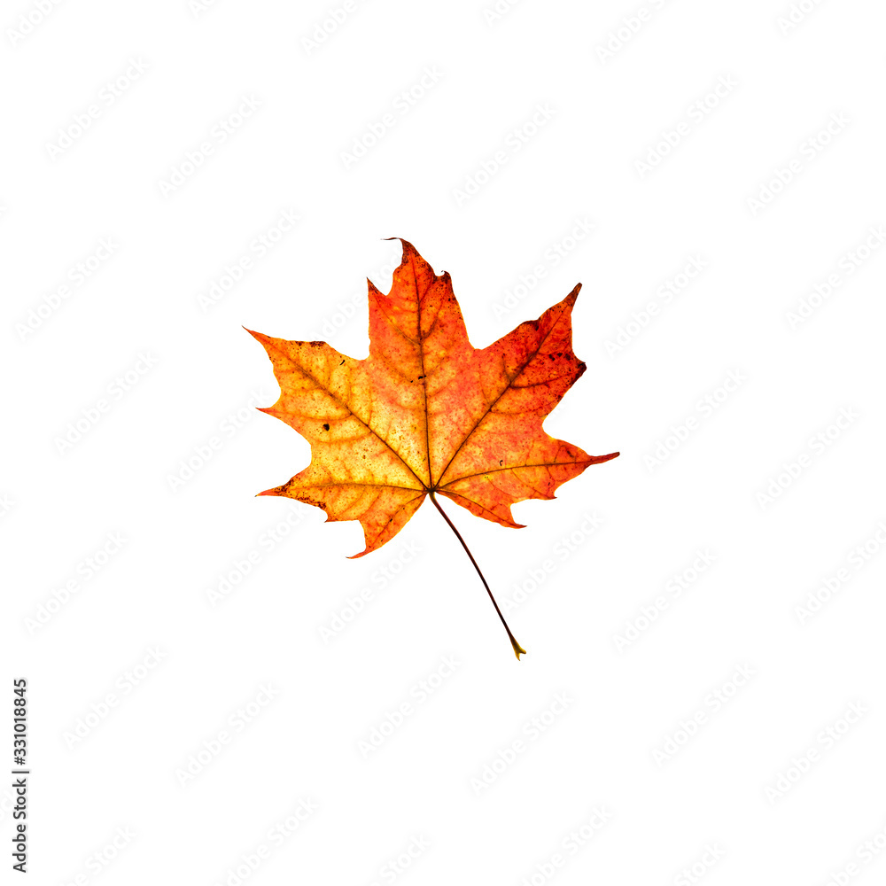 Orange and red maple leaf isolated on white background. Bright flower top view. Autumn flora. Plant on color table concept Orange and red maple leaf isolated on white background. Bright flower top view. Autumn flora. Plant on color table concept