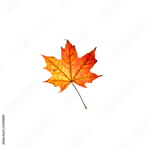 Orange and red maple leaf isolated on white background. Bright flower top view. Autumn flora. Plant on color table concept