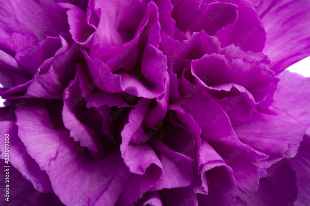 purple carnation isolated