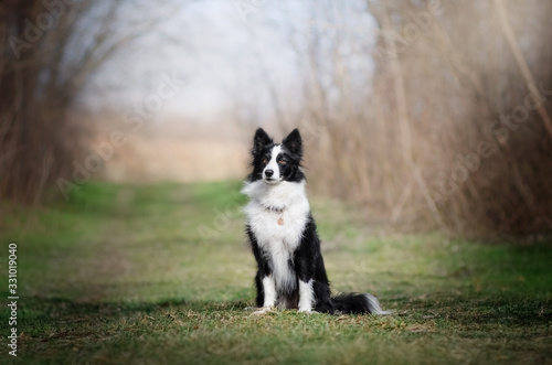 border collie dog beautiful portrait in the forest © Kate