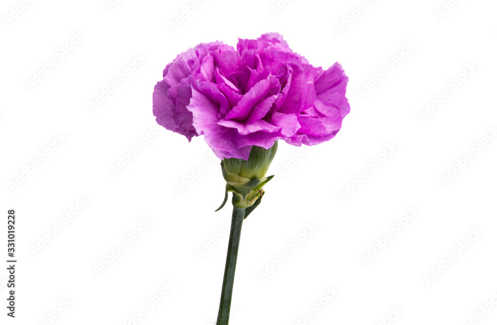 purple carnation isolated purple carnation isolated