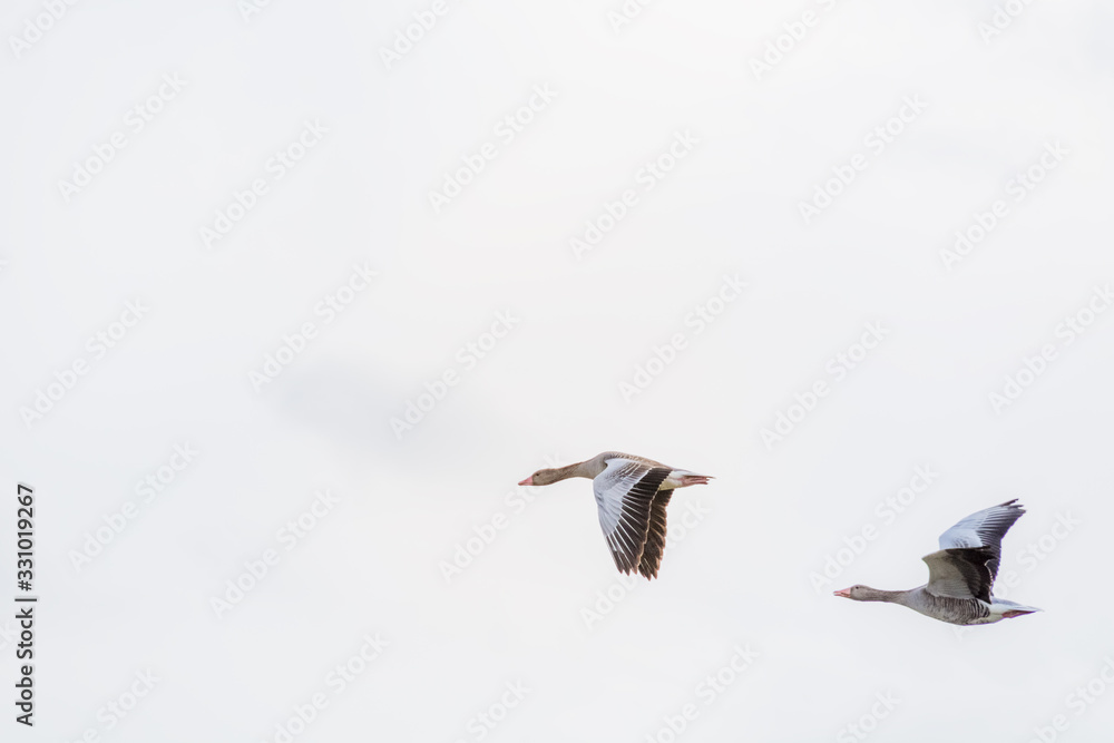 Fototapeta premium Two ducks flying across