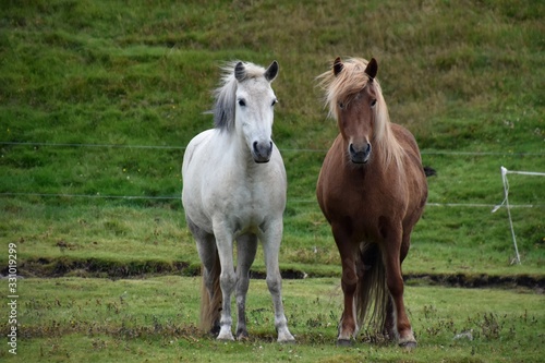 mare and foal in the field