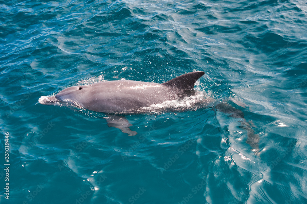 Fototapeta premium Delfin