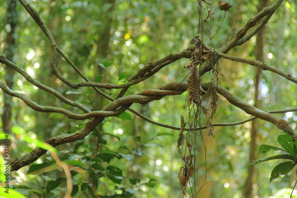 branches of a tree branches of a tree