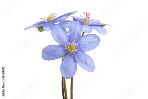 Hepatica nobilis