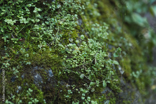 Detail of green plants and moss on a stone in the forest