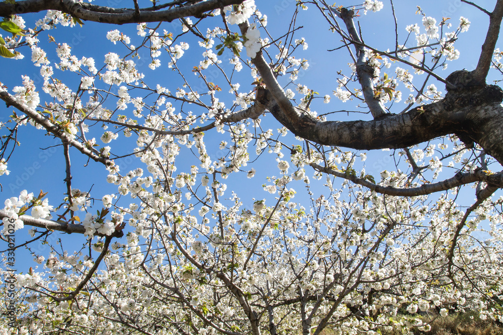 Fototapeta premium Springtime cherry blossoms