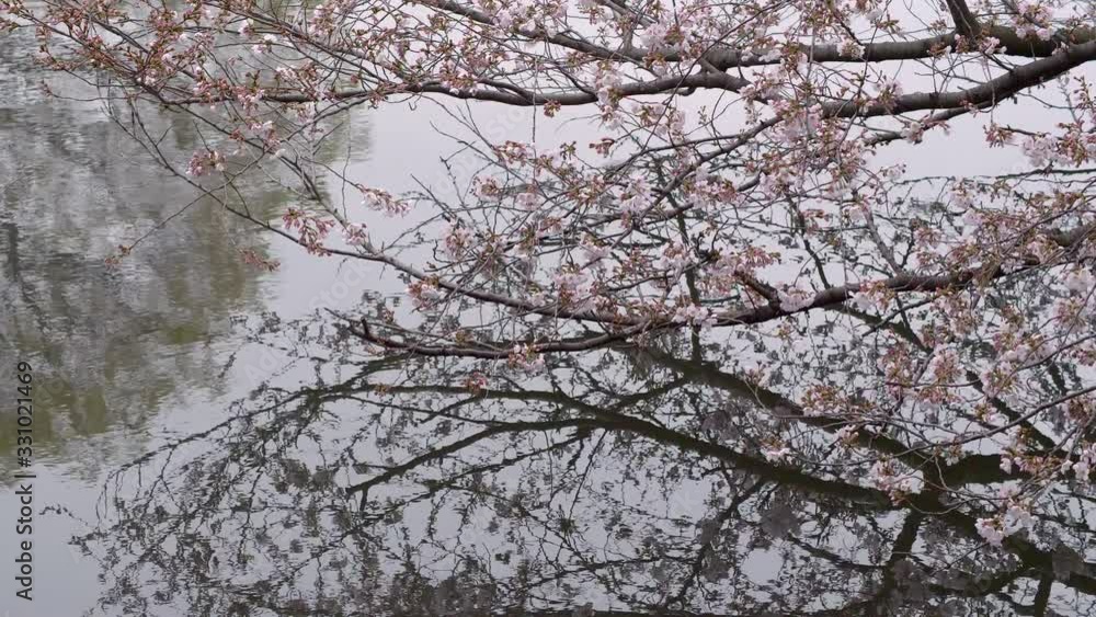 Blooming sakura (cherry) tree is reflected in small pond in park, Tokyo, Japan. Blooming sakura (cherry) tree is reflected in small pond in park, Tokyo, Japan.