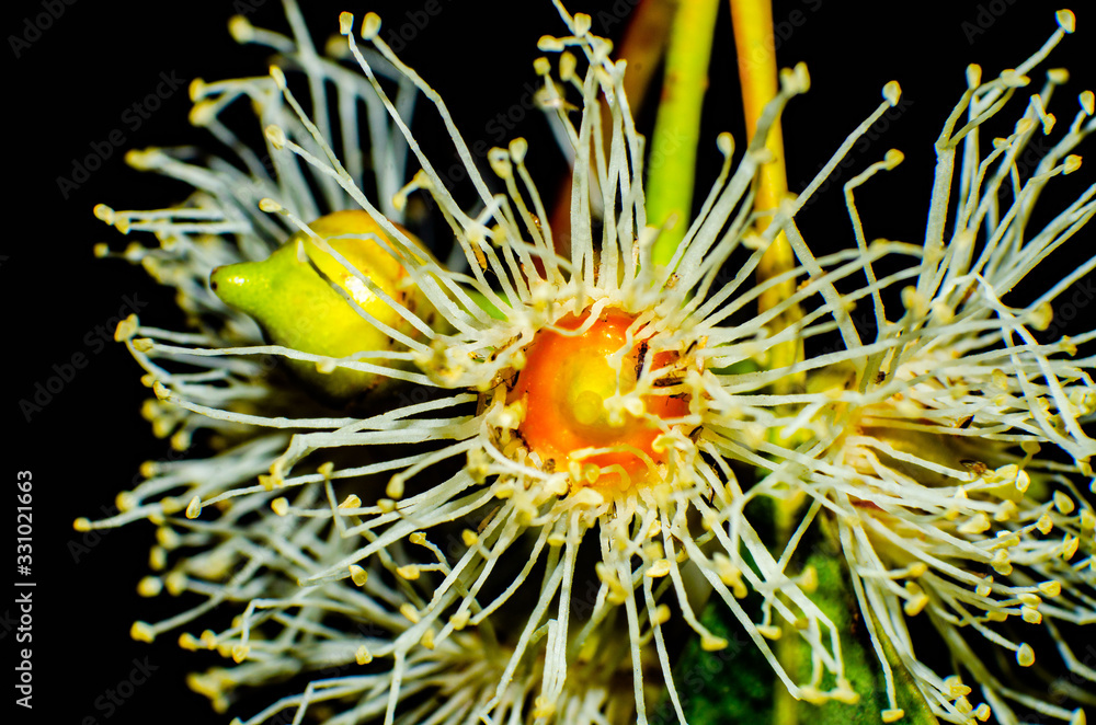 Eucalyptus flower close-up, 40 time magnification macro photography, with bugs, honey, bee, nectar Eucalyptus flower close-up, 40 time magnification macro photography, with bugs, honey, bee, nectar